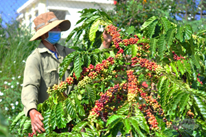 Nông nghiệp bền vững tỉnh Đắc Lắc tăng hiệu suất, đảm bảo lương thực (16/6/2023)